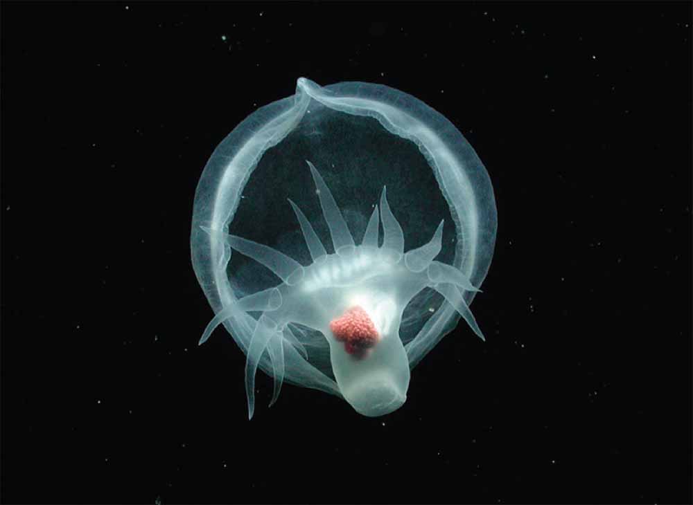 Новый глубоководный вид Bathydevius caudactylus