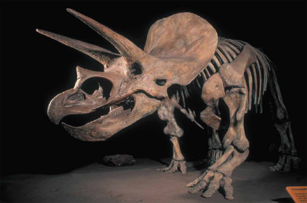 Triceratops, культовый представитель цератопсов — рогатых динозавров, — обитал на западе Северной Америки между 68 и 66 миллионами лет назад. Эта окаменелость Borealopelta возрастом 110 миллионов лет, нодозавридного анкилозавра из Альберты (Канада), — одна из самых хорошо сохранившихся находок динозавров за всю историю. В этом экземпляре присутствуют не только костные пластины — остеодермы, покрывавшие тело (вверху справа), но и кератин, который покрывал эти пластины. Костно-кератиновый композит делал броню по меньшей мере в 20 раз более вязкой, чем броня, состоящая лишь из кости, и, возможно, позволял ей выдерживать удары, сопоставимые по силе со столкновением автомобиля на высокой скорости. Окаменелость также включает галечную массу, которая, по-видимому, является остатком последнего приёма пищи животного.