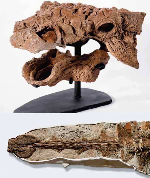 Borealopelta, представленный науке в 2017 году, — род нодозавридных динозавров, ранее неизвестный. Сохранившиеся в окаменелости мягкие ткани — включая кератин и пигментированную кожу — позволили детально восстановить облик животного при жизни (слева). Эта реконструкция, ощетинившаяся шипами и толстыми роговыми пластинами, резко контрастирует с изображениями XX века, где нодозавров показывали приглушёнными, с туповатой бронёй (справа).