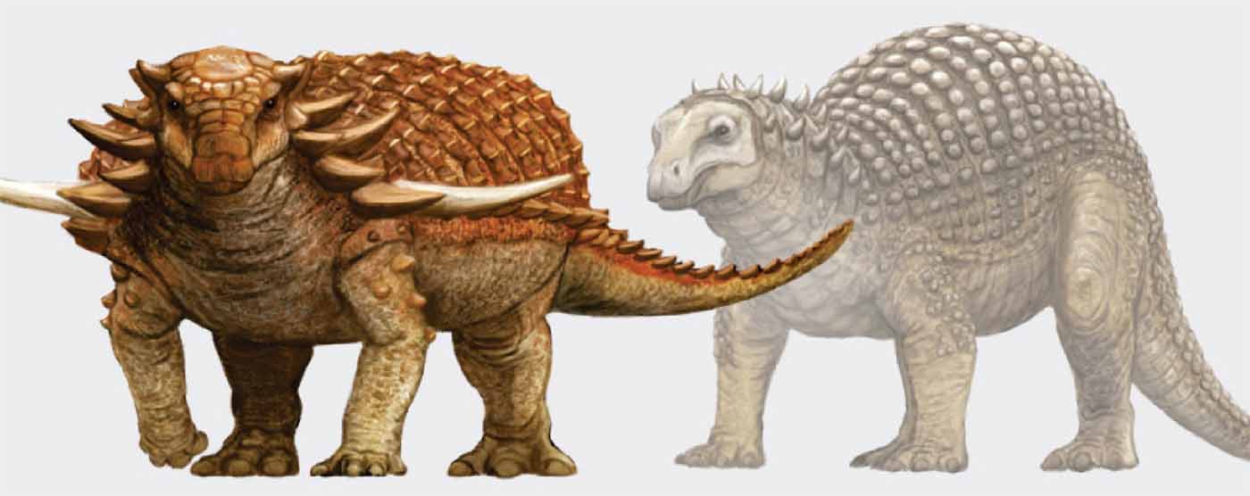 Stegosaurus, известный своими вертикальными спинными пластинами и шипастым хвостом, обитал на территории западных США и Португалии в позднеюрский период — между 159 и 144 миллионами лет назад.