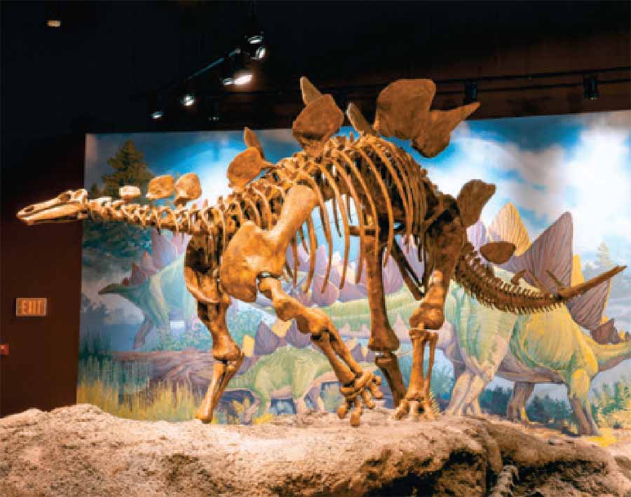 Традиционно стегозавра изображали с зелёным телом, красноватыми спинными пластинами и белыми хвостовыми шипами (справа). Новая реконструкция (слева) опирается на окраску крупных современных животных, живущих в жарких и сухих условиях, подобных тем, в которых обитал стегозавр. Контрастная затенённость защищала кожу от ультрафиолетового излучения и отпугивала хищников, а чёрно-жёлтые акценты подчёркивали грозные кератиновые пластины и хвостовые шипы.