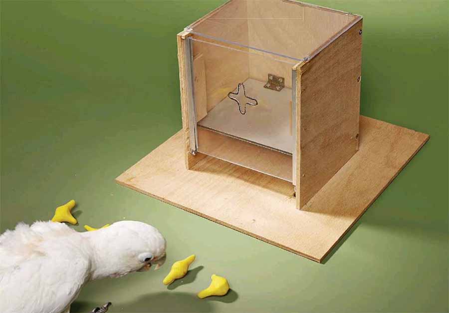 Попугай решает ребусы