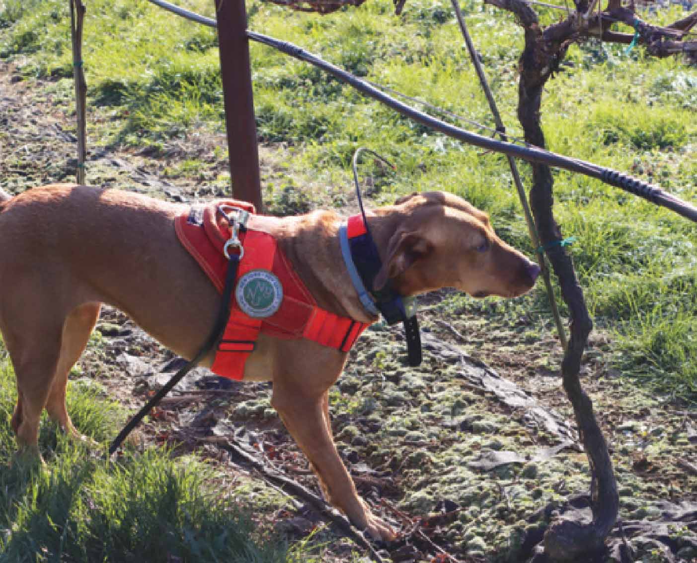 Одна из собак, обученных выслеживать пятнистых фонарниц