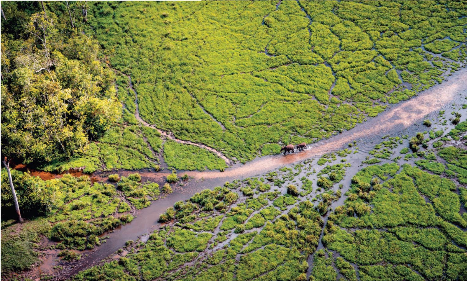 Слоны движутся через обширный лесной баи.