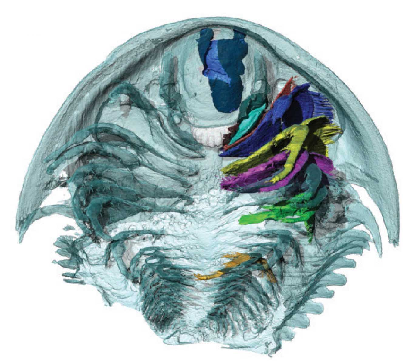 В этой трёхмерной реконструкции окаменелости трилобита обрушившийся участок пищеварительной системы показан синим цветом; другие цвета обозначают различные придатки.