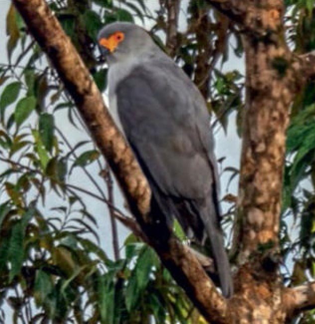 Новобританский ястреб-тетеревятник — хищная птица из Папуа — Новой Гвинеи; он относится к семейству ястребиных.