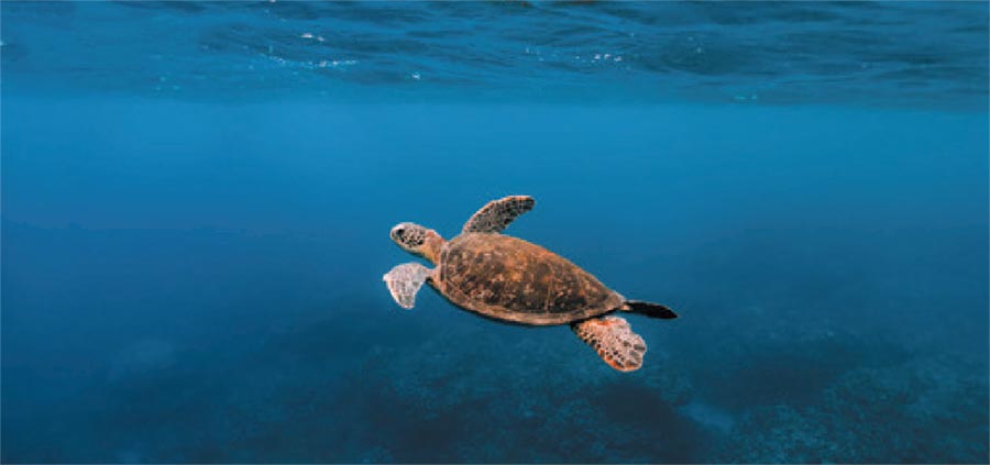 Углерод падает сквозь океанские слои в виде «морского снега».