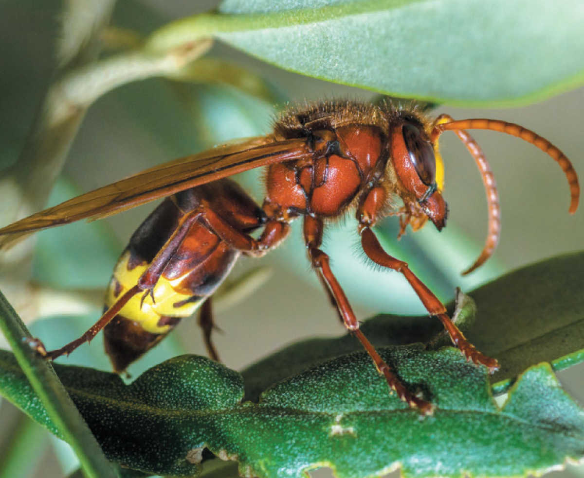 Алкоголь является эффективным топливом для этого вида шершней.