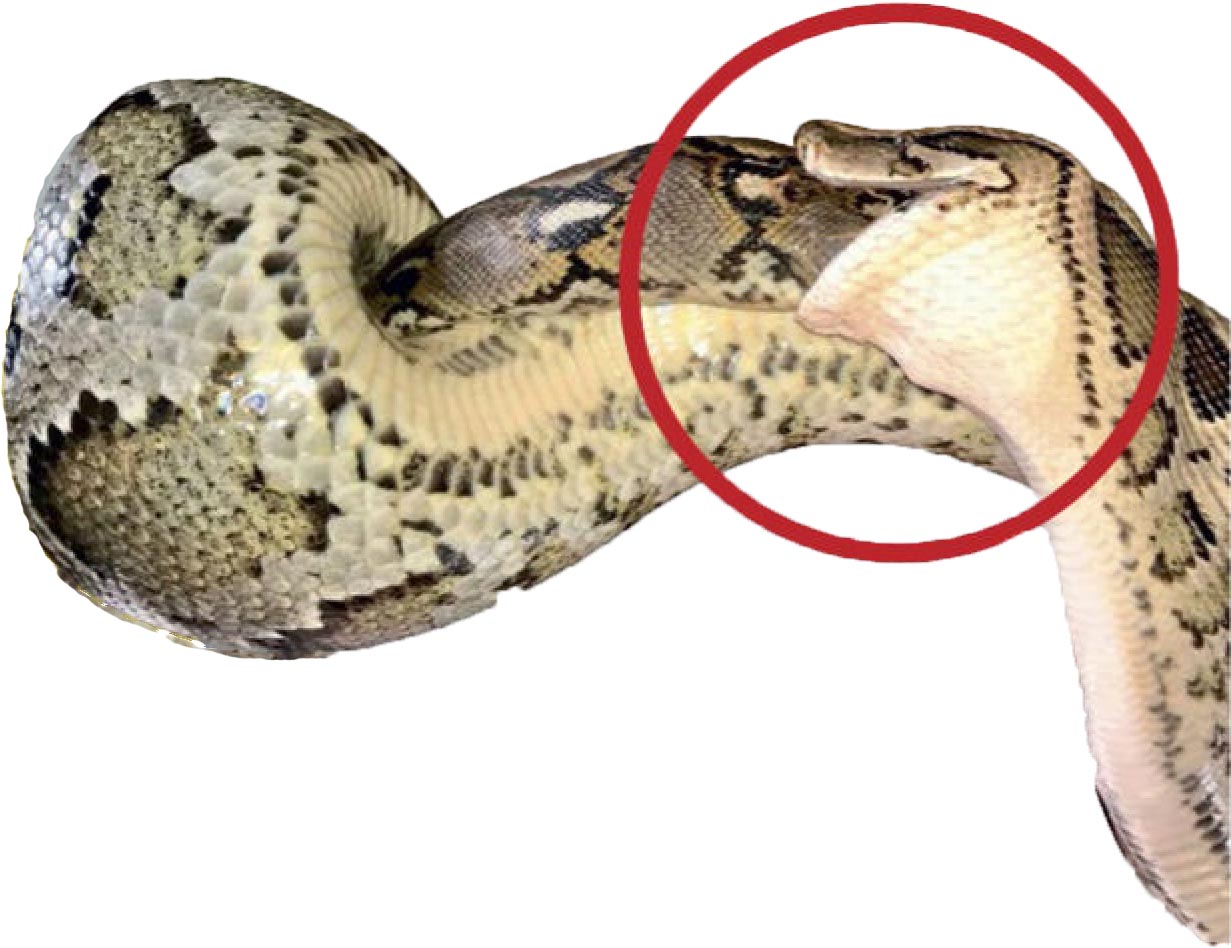 Питоны готовы поедать друг друга.