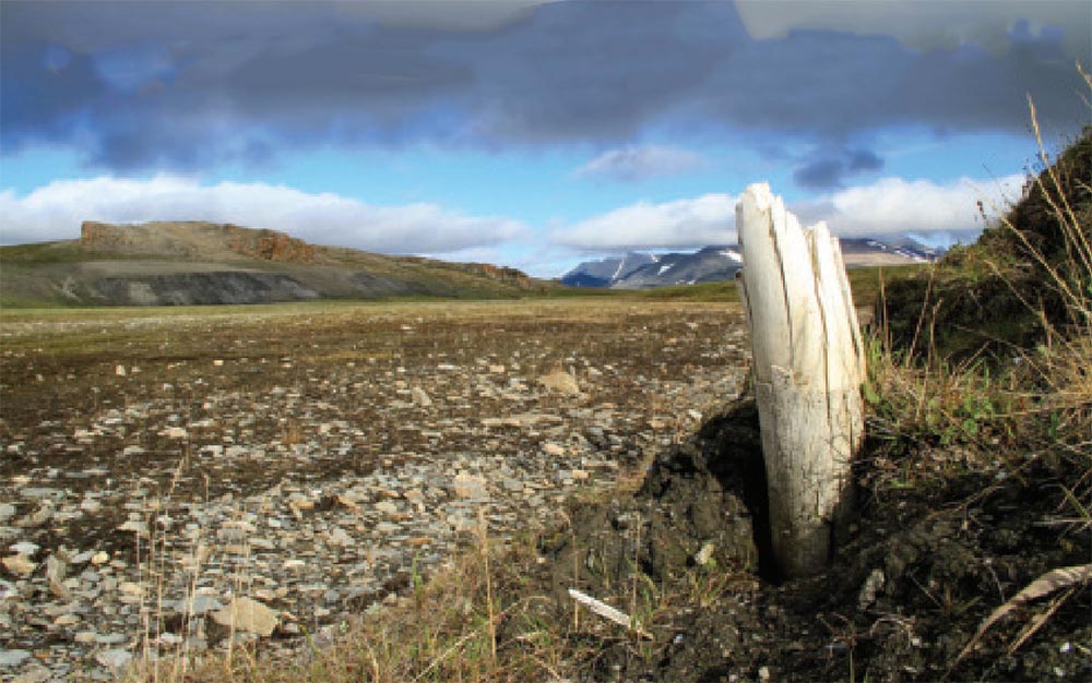 Что убило последних шерстистых мамонтов?