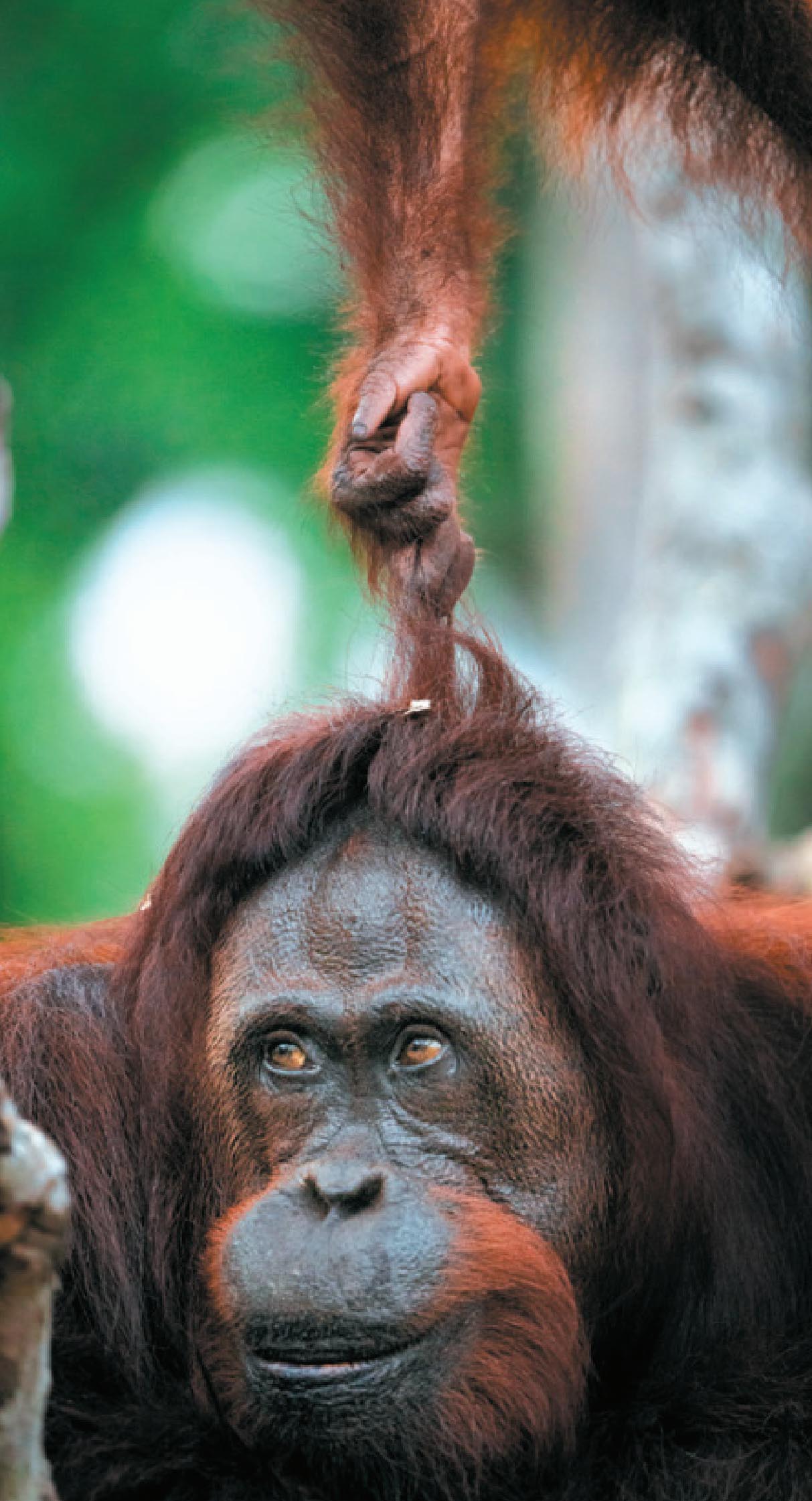 Молодой орангутан тянет свою мать за шерсть.