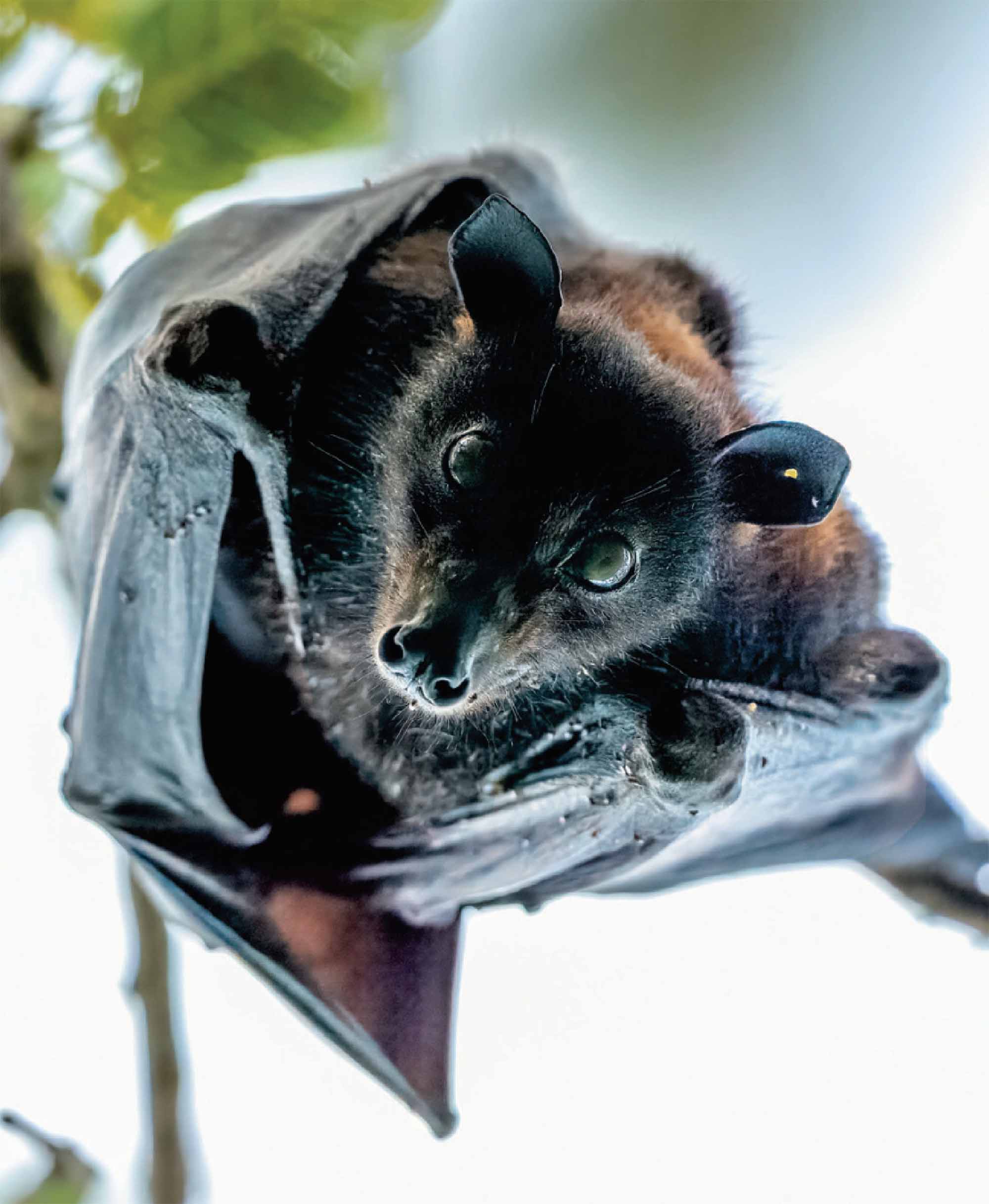 Чёрные летучие лисицы выделяют вирус Хендра.