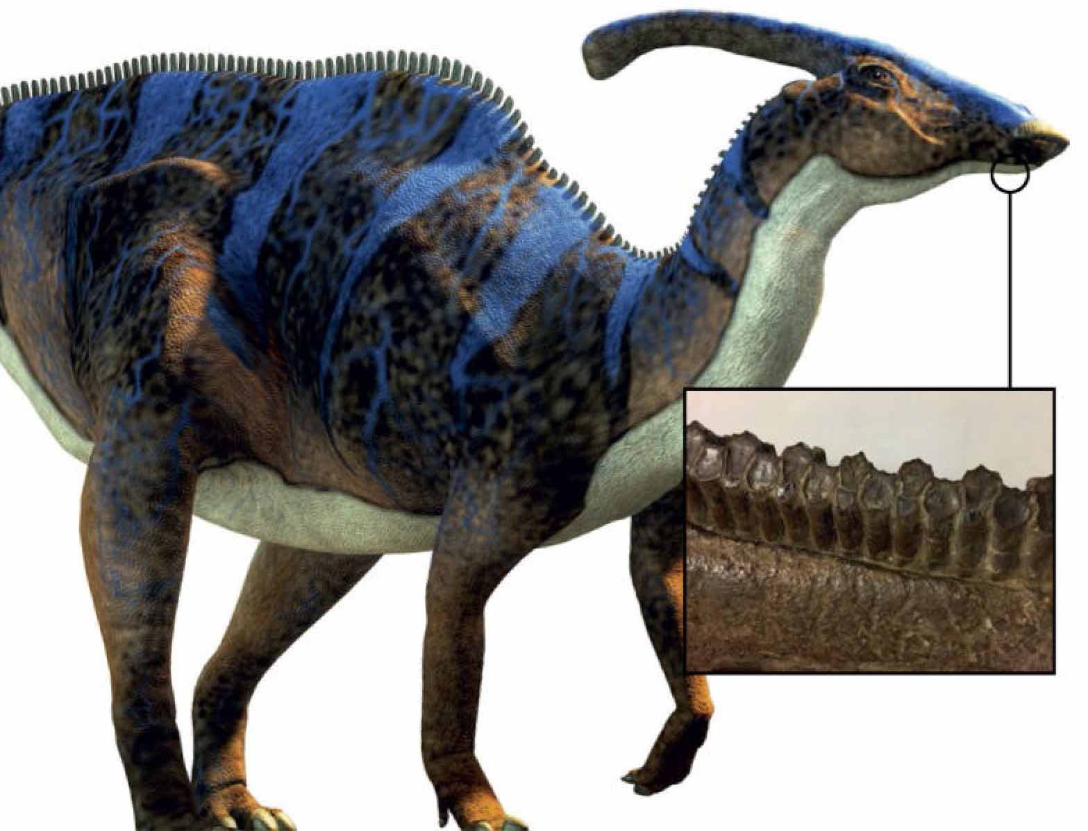 Орнитоподы меняли зуб(ы) каждый день?