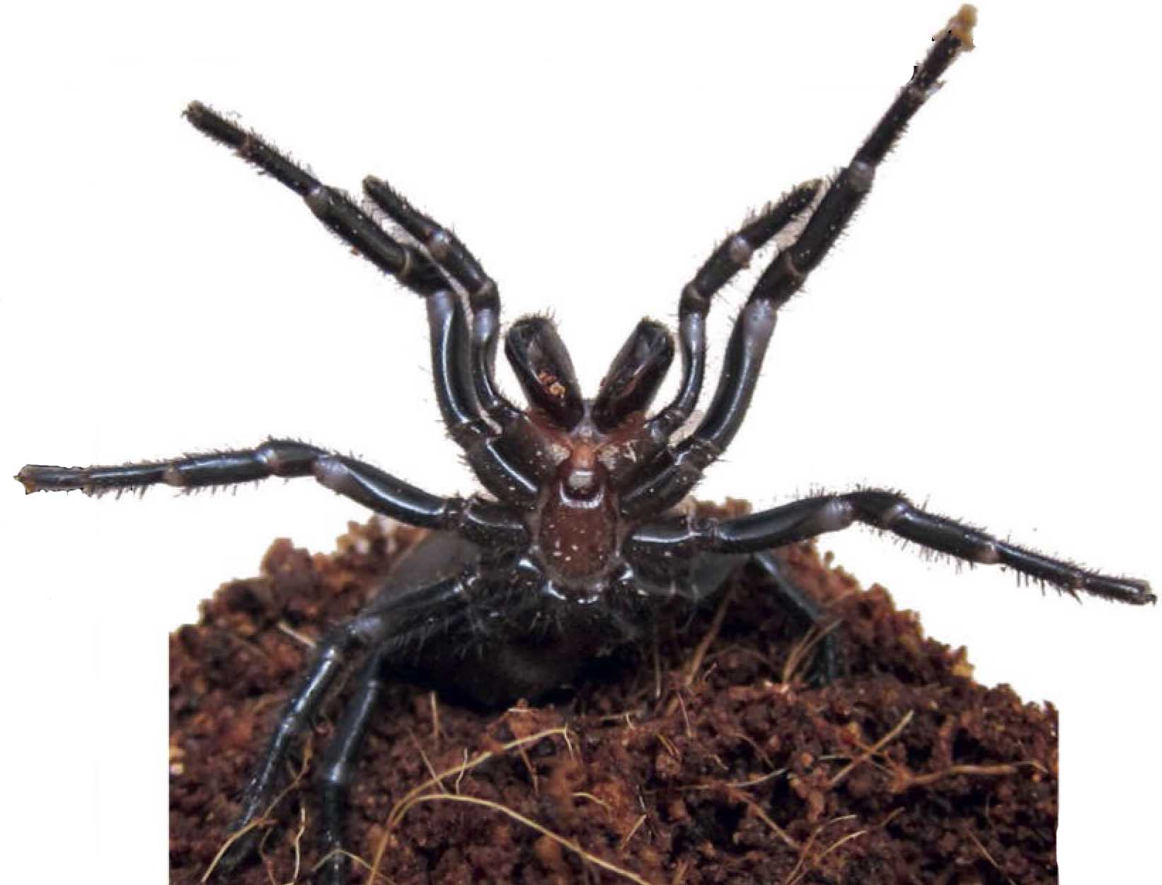 Воронковый паук