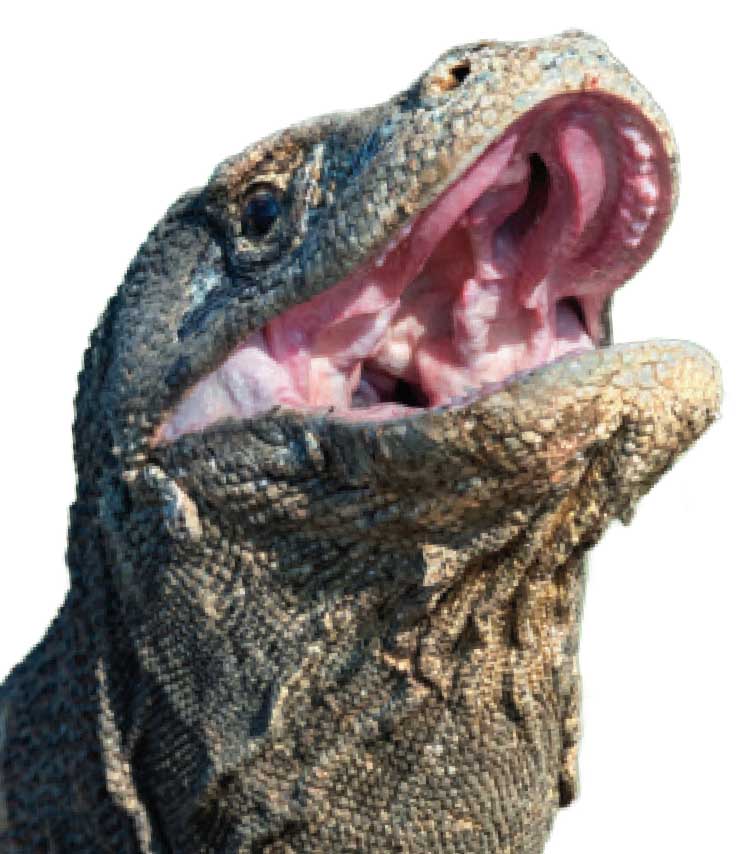 Комодский варан.