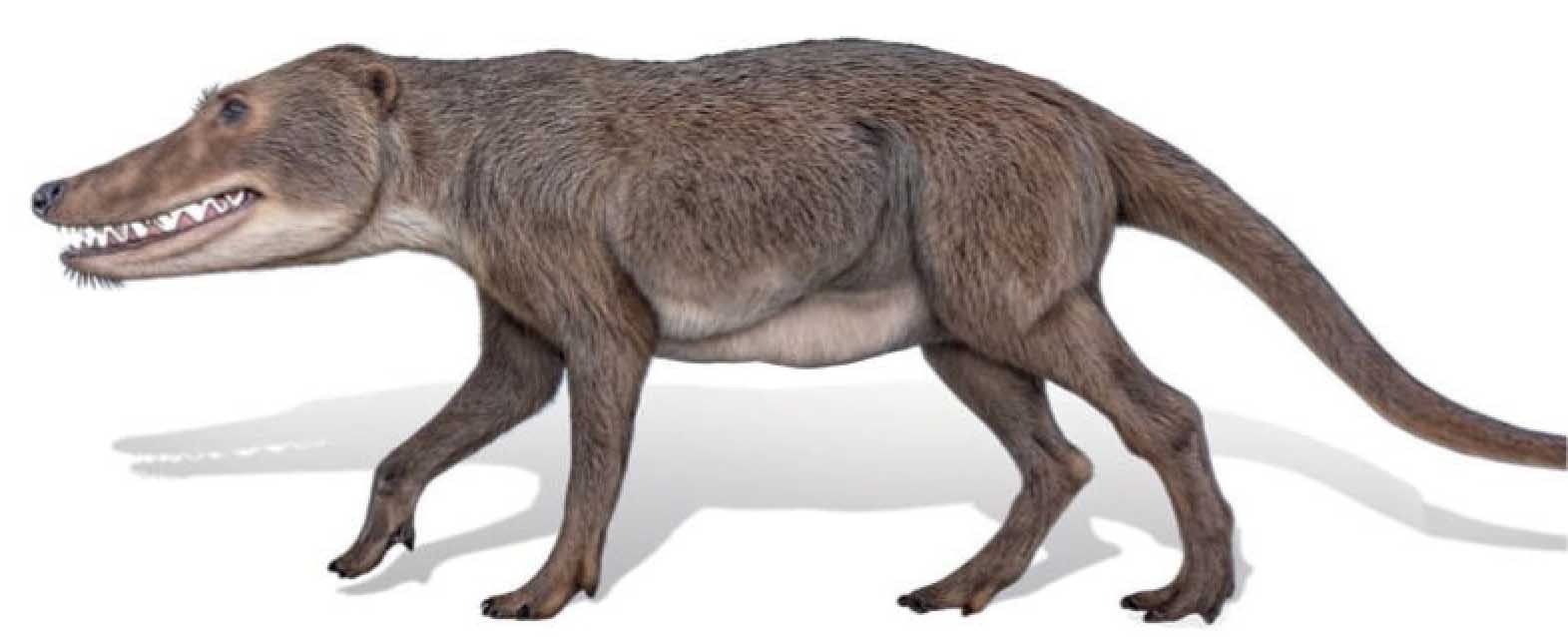 Синий кит — секреты ДНК гиганта.