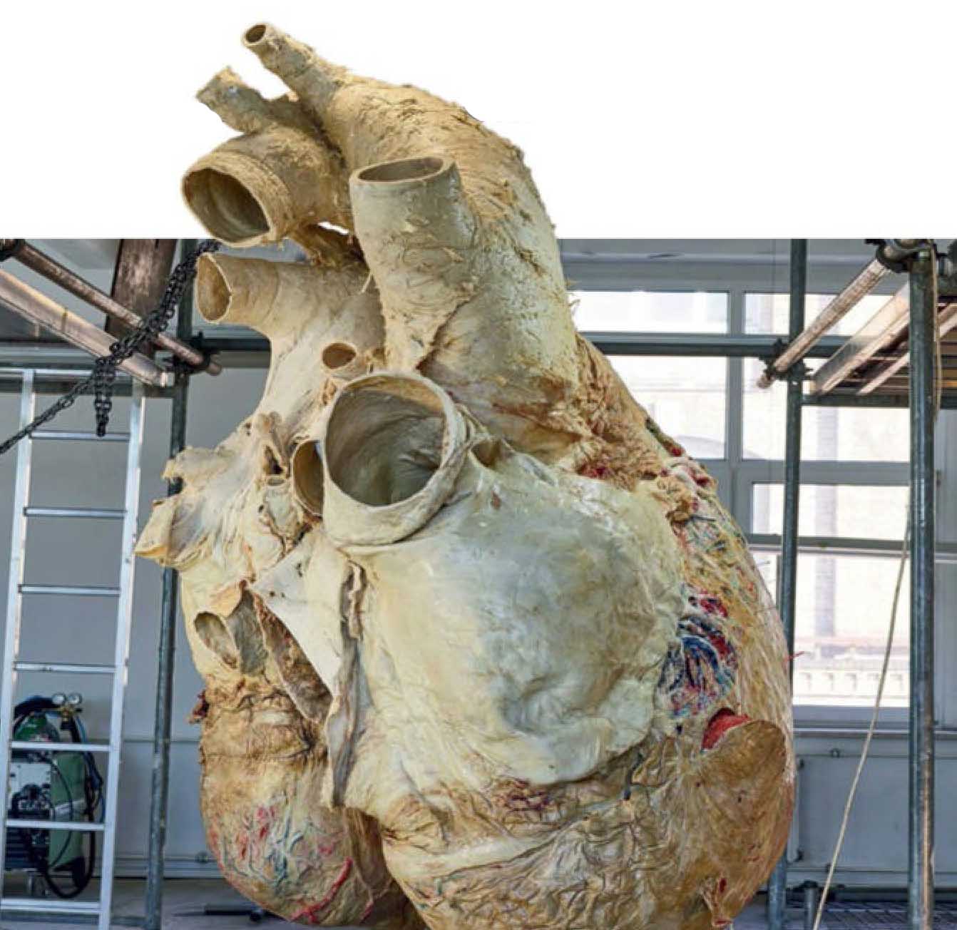 Сердце синего кита массой 190 тонн может весить до 800 килограммов. У самых крупных особей аорта — крупнейший сосуд, отходящий от сердца — настолько широка, что в ней мог бы проплыть взрослый человек.