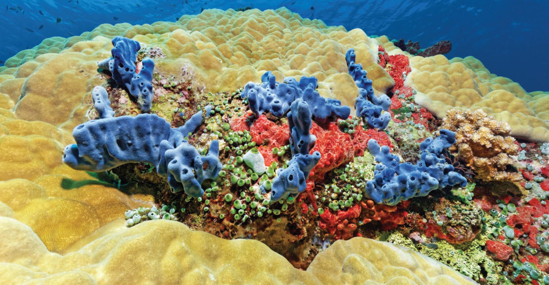 Многие кораллы находят удивительно изобретательные способы противостоять опасностям тёплых морей.