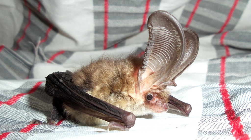  Ушан сибирский.