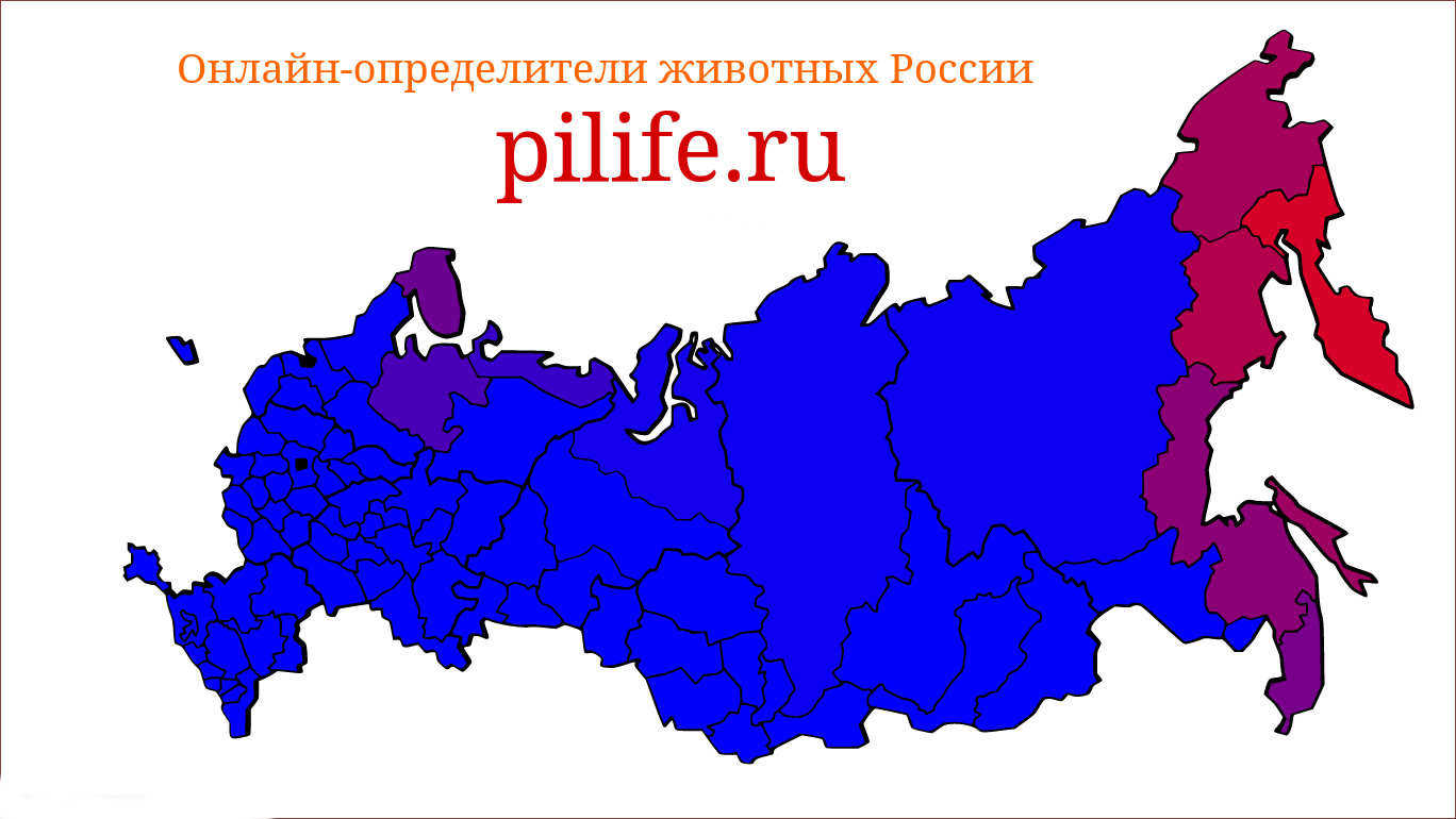 Инфографик 1. средний вес млекопитающих по регионам РФ. Самый синий цвет соответствует среднему весу ~17 кг. Самый красный — 7.6 тонн.