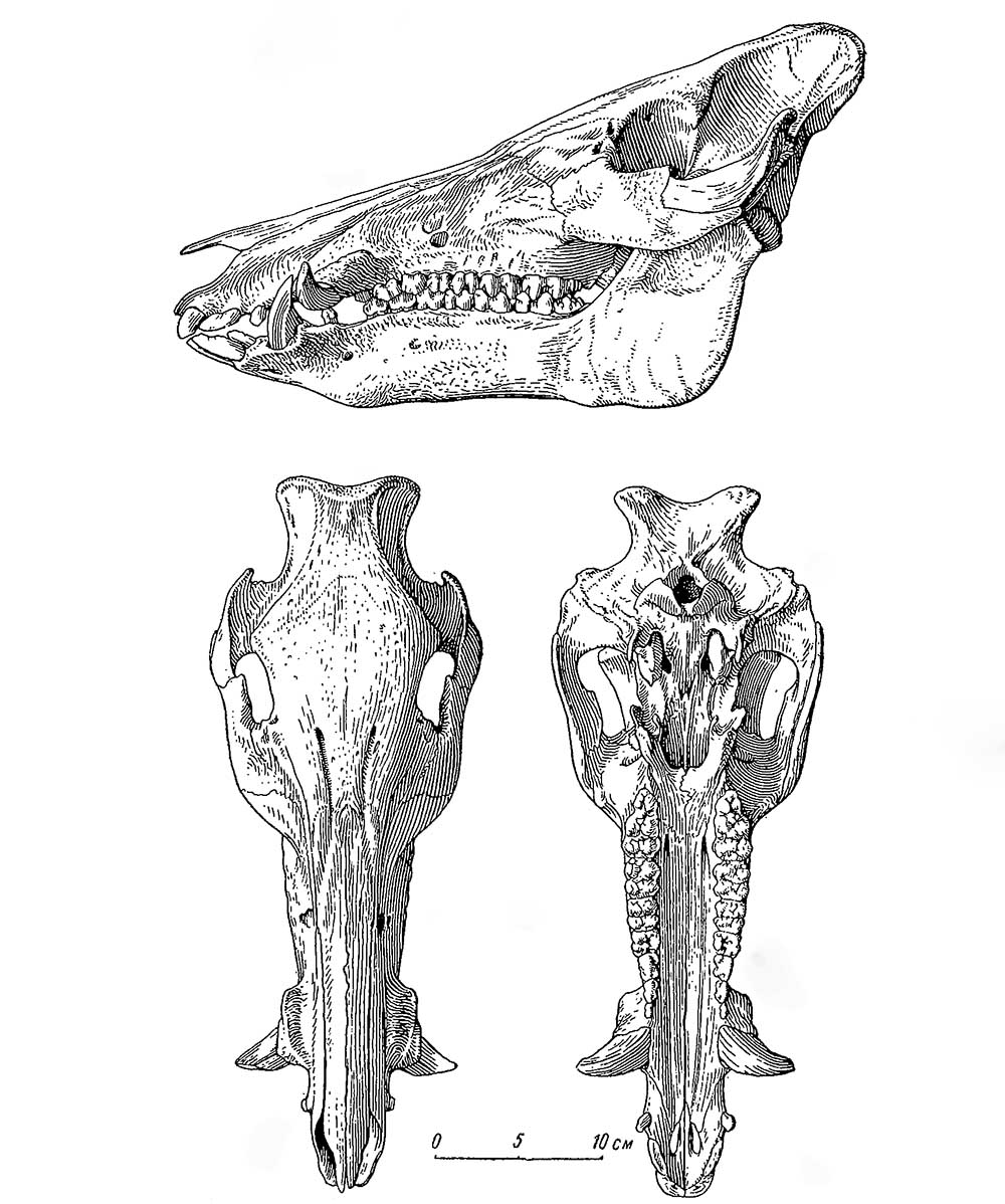 Череп кабана (Sus scrofa)