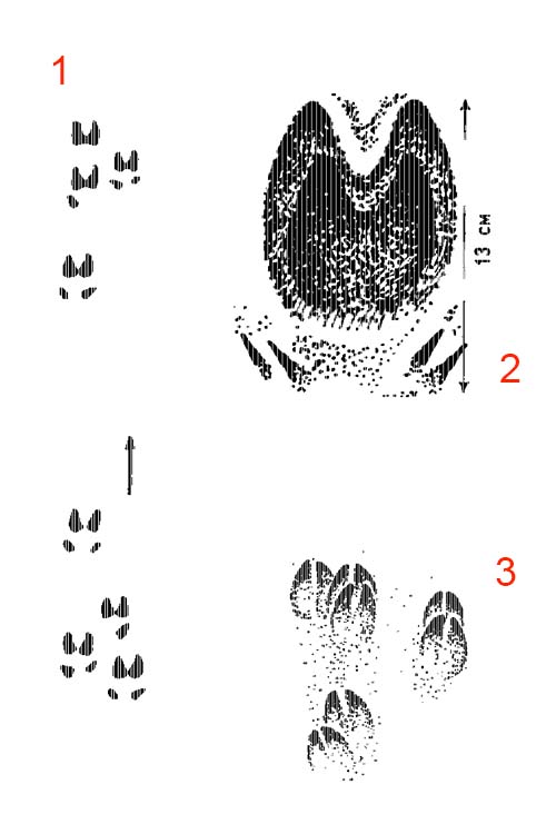 1 – следы на скаку; 2 – двойной след на медленном ходу; 3 – следы поросят.