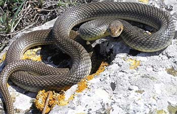 полоз жёлтобрюхий (dolichophis caspius)