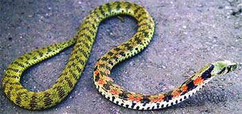 уж тигровый (rhabdophis tigrinus)