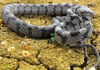 кошачья змея (telescopus fallax)