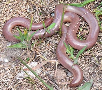 слепозмейка обыкновенная (typhlops vermicularis)