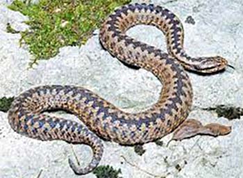 гадюка обыкновенная (vipera berus)