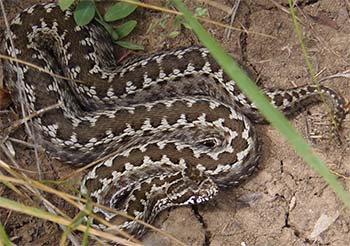 гадюка восточно-степная (vipera renardi)